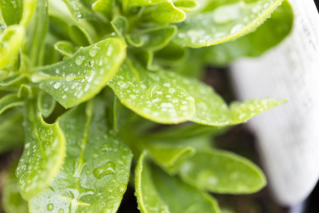 Close up of water droplets on plant leaves